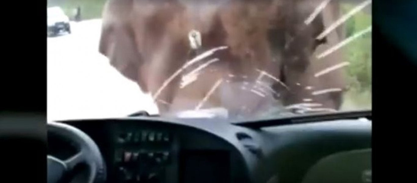 Άγριος ελέφαντας επιτίθεται σε λεωφορείο και δείτε τι κάνει ο οδηγός (βίντεο)